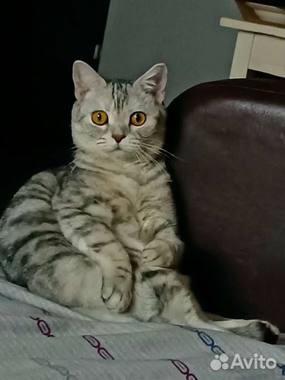 Шотландская кошка