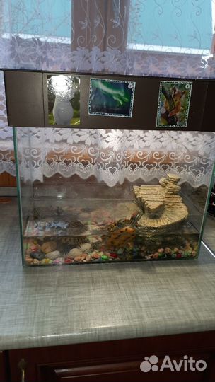 Аквариум с черепахами