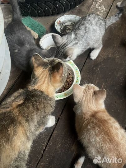 Котята в добрые руки