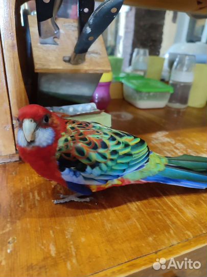 Попугай розелла