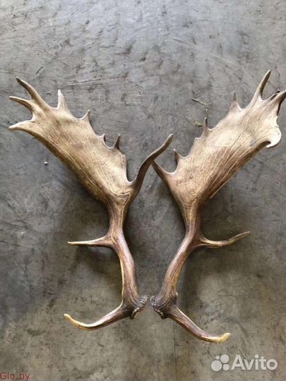 Приму рога лося оленя И Т.Д