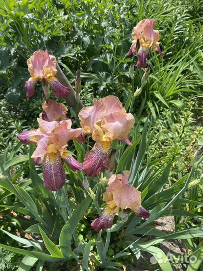 Ирисы бородатые сортовые