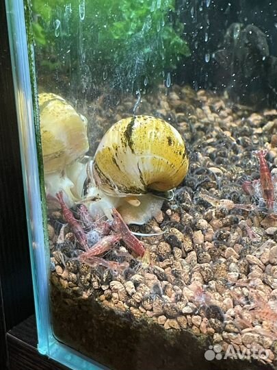 Аквариум 20л