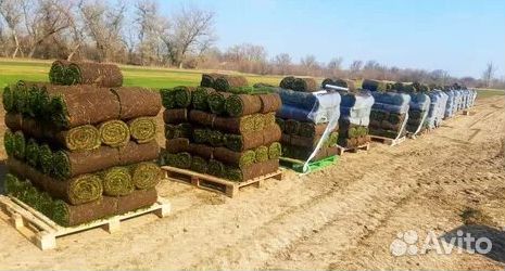 Продажа Рулонного газона