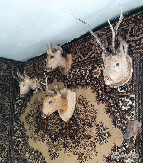 Чучела животных