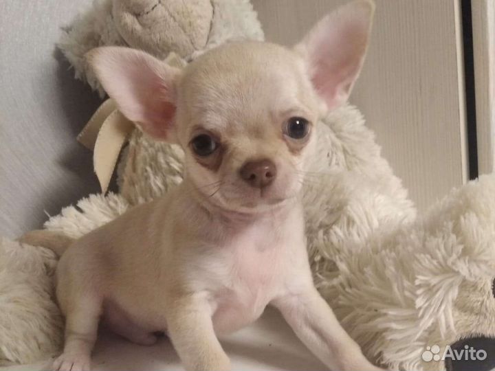 Чихуахуа щенки