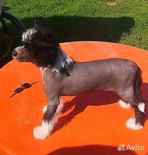 Китайские хохлатые щенки