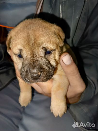 Собаки щенки шарпей