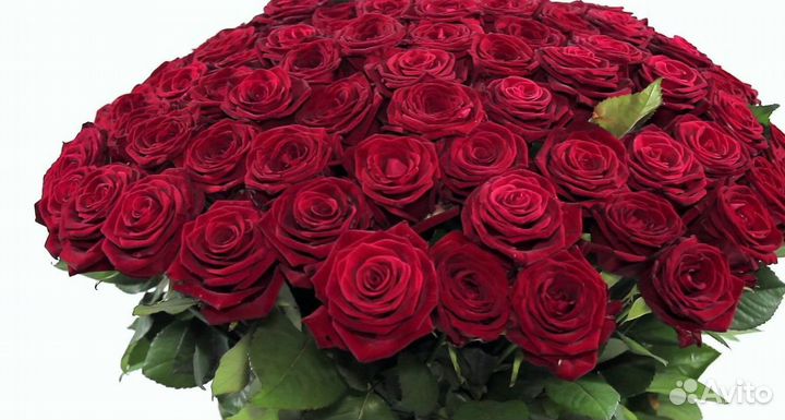 101 Роз