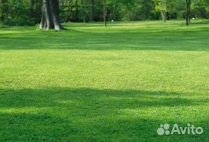 Укладка Рулонного газона