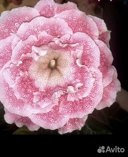 Глоксинии сортовые