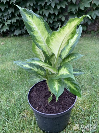 Диффенбахия