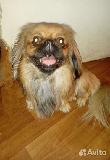 Вязка пекинес