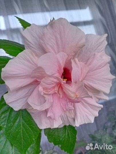 Гибискус китайская роза