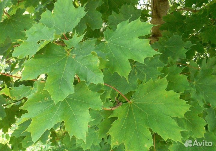 Клен остролистный