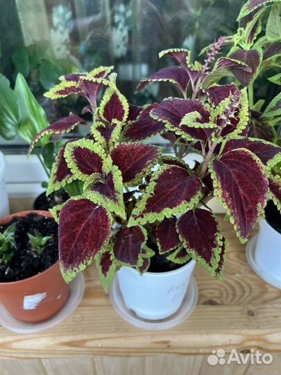 Комнатный цветок coleus