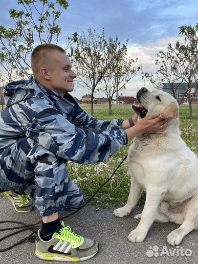 Инструктор - Кинолог. Дрессировка собак