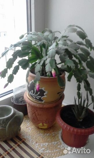 Шлюмбергера