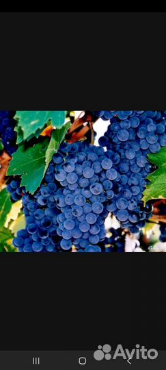 Виноград