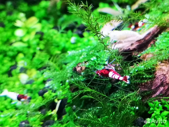 Креветки Taiwan Bee разные. pH метр электронный