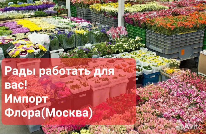 Менеджер оптовой продажи цветов импорт флора
