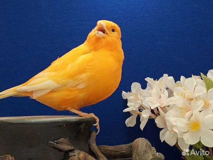 Кенара и канарейки