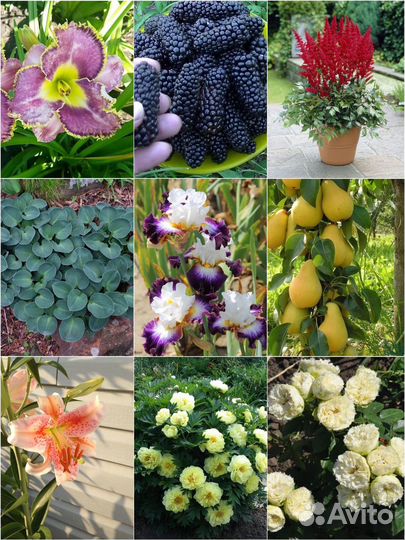 Саженцы растений