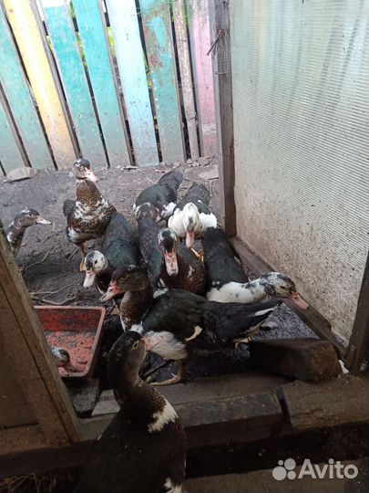 Мускусные утки