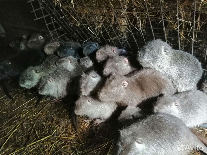 Нутрии на племя