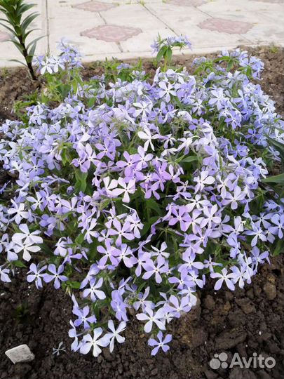 Флокс растопыренный, каменоломка