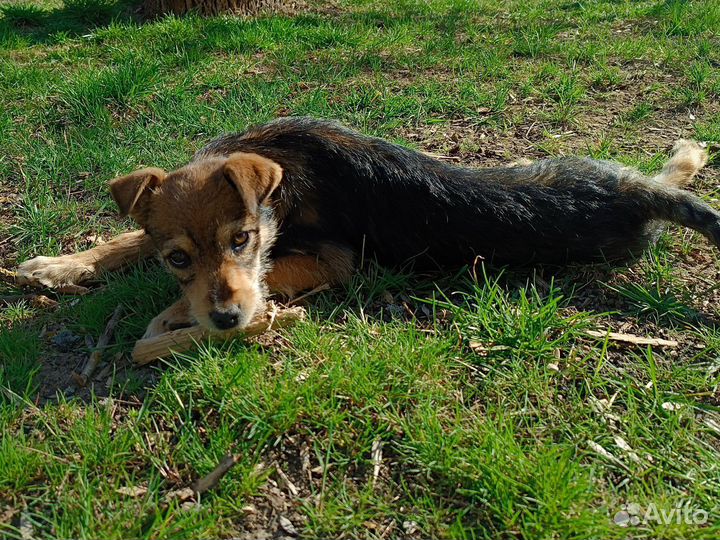 Девчонка 4 месяца от полуягдтерьера и джек-рассела