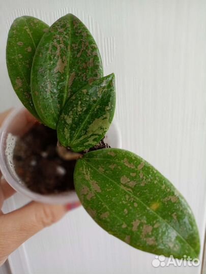 Хойя. Разные виды