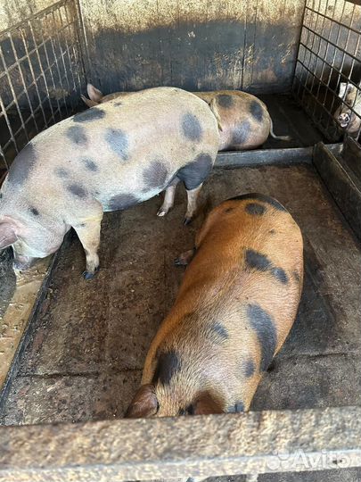 Поросята, свини, мясо