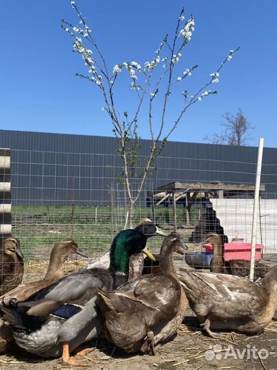 Руанские утки. Инкубационное яйцо. Утята