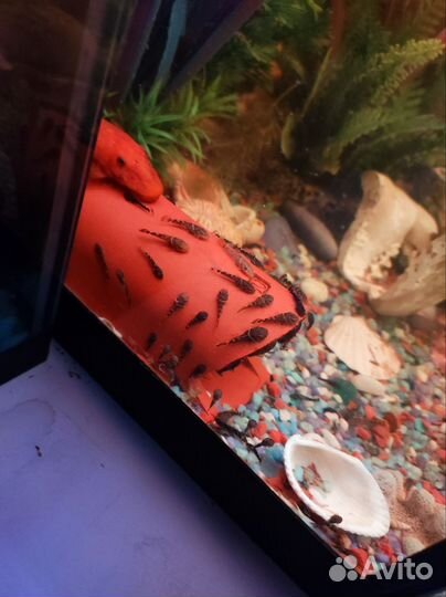 Сомы сомики самочки