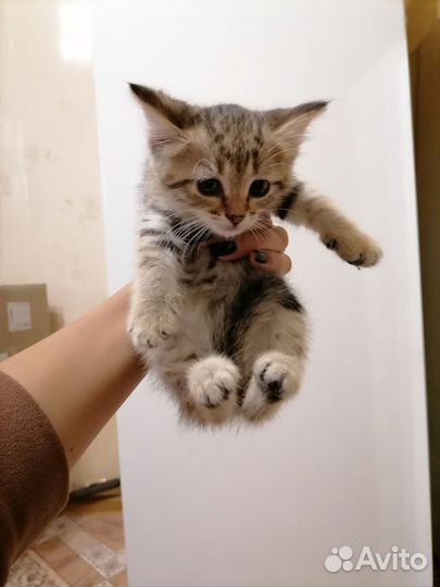 Кошка в дар