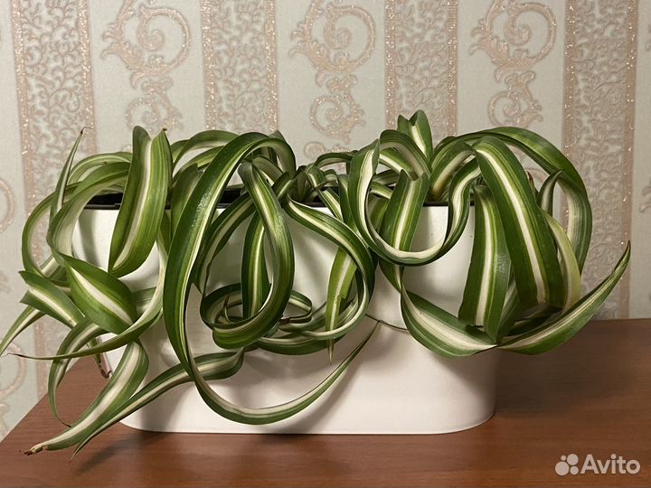 Хлорофитум кудрявый Бонни