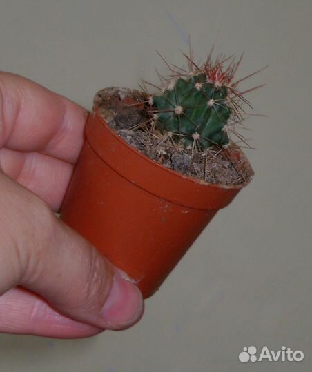 Сансевьеры,кактусы