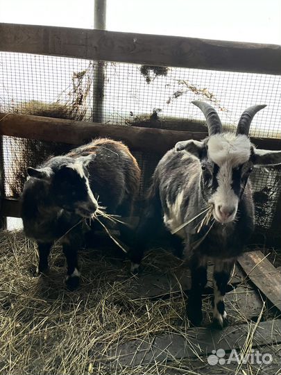 Козы и козлята