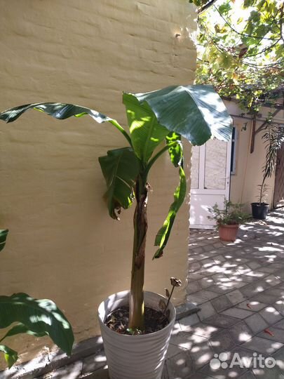 Банановая пальма