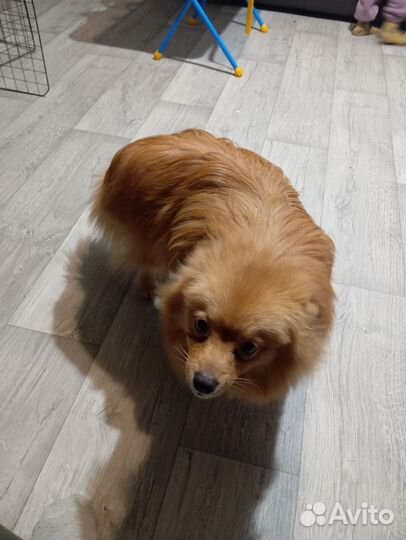 Собака в добрые руки,шпиц