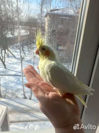 Ручные птенцы Кореллы