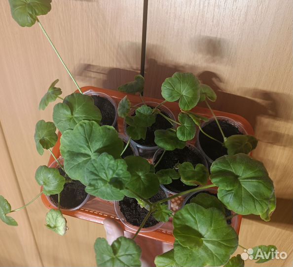 Пеларгония герань сортовая