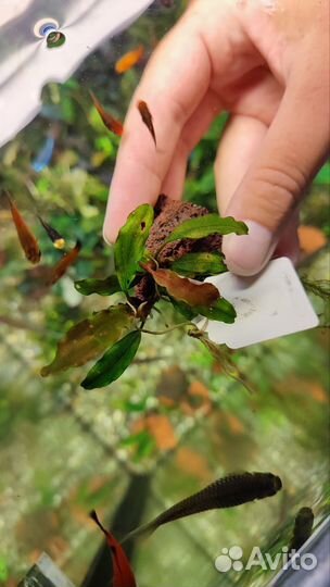 Набор буцефаландр