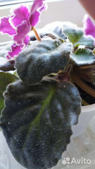 Фиалка.Детка.Цветущая