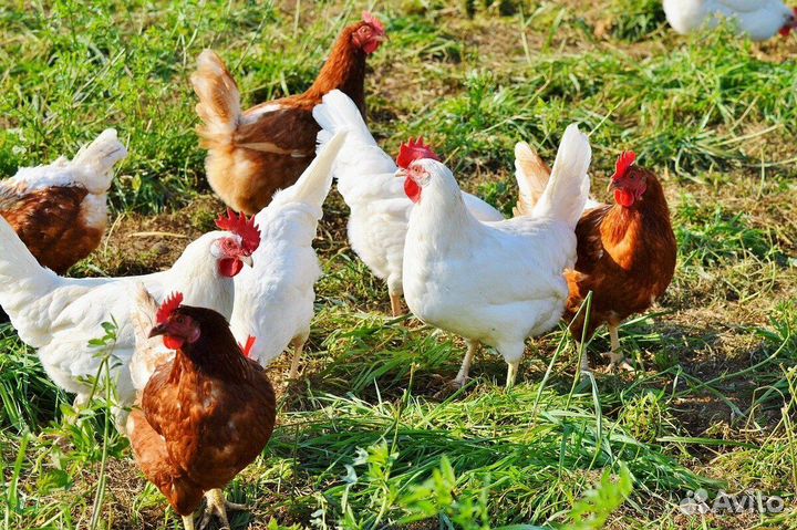 Куры молодки