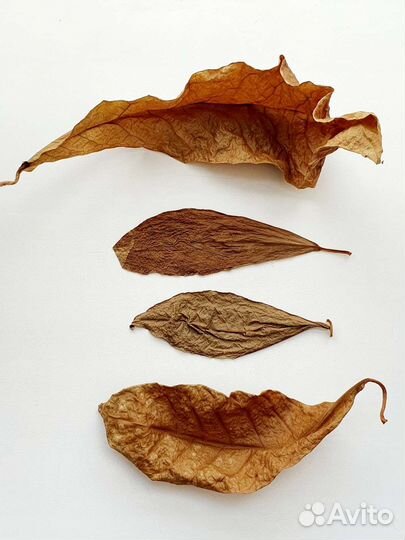 Листья миндаля (Terminalia) для аквариума