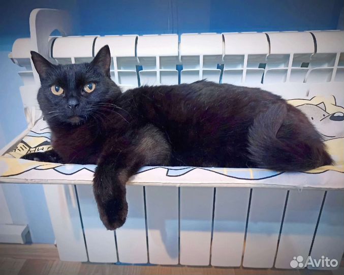 Кошка в дар