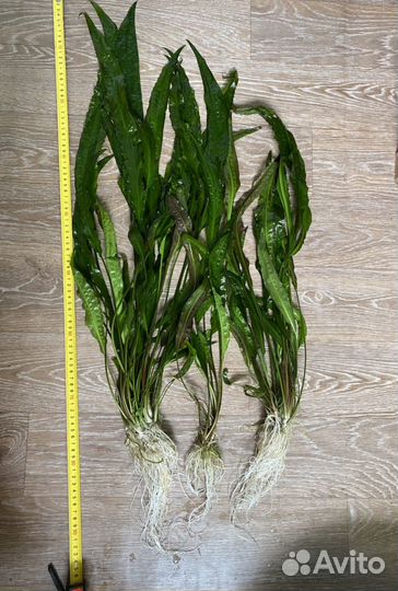 Аквариумные растения и аквариумные рыбки