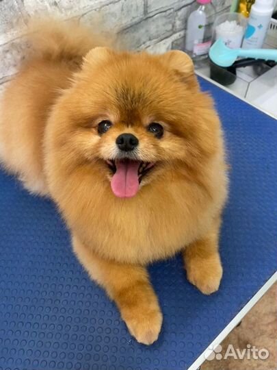 Стрижка собак. Грумер. Шпиц. Йорк. Мальтезе